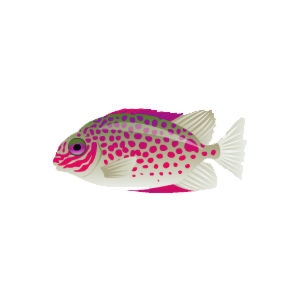 Pinksplotch Rabbitfish